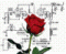  Avatar   Red Flower
